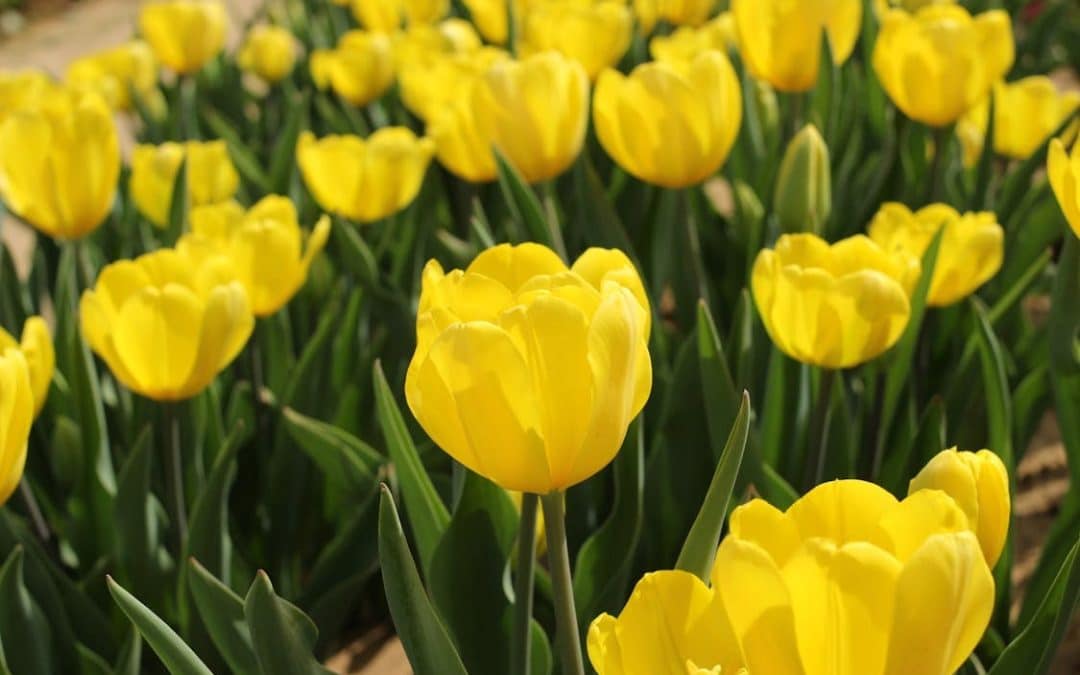 SPRING IS IN THE AIR!